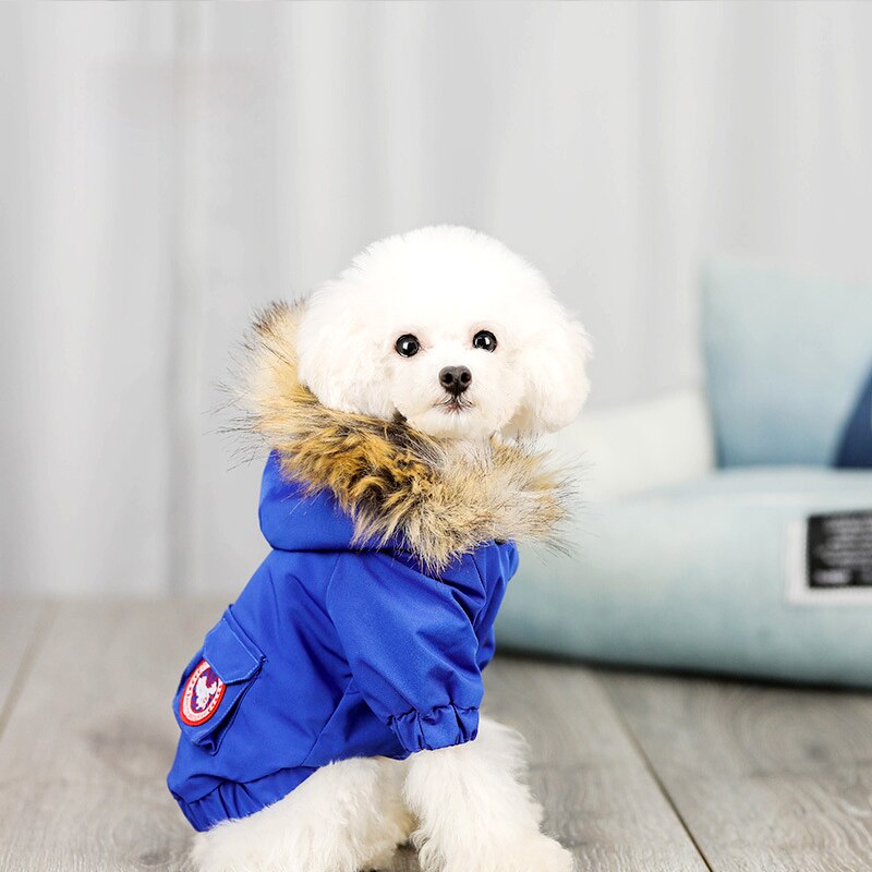 Fitted Jacket with fur hood (small pet)