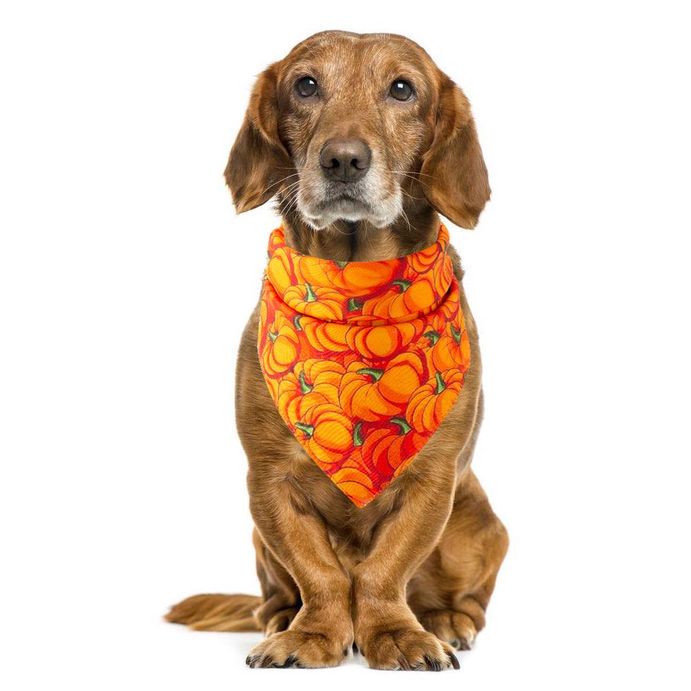 Halloween Bandana